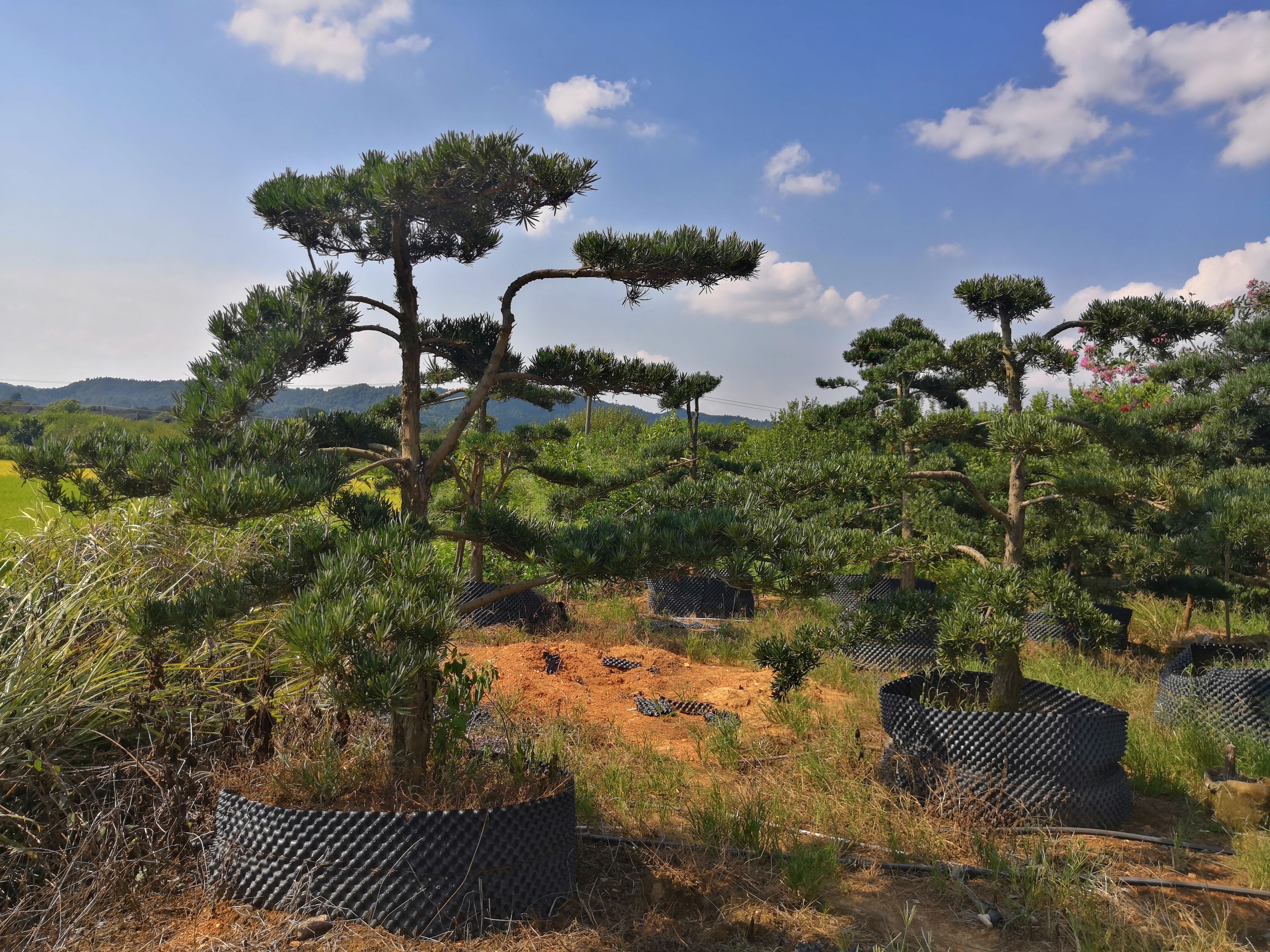 12公分造型罗汉松