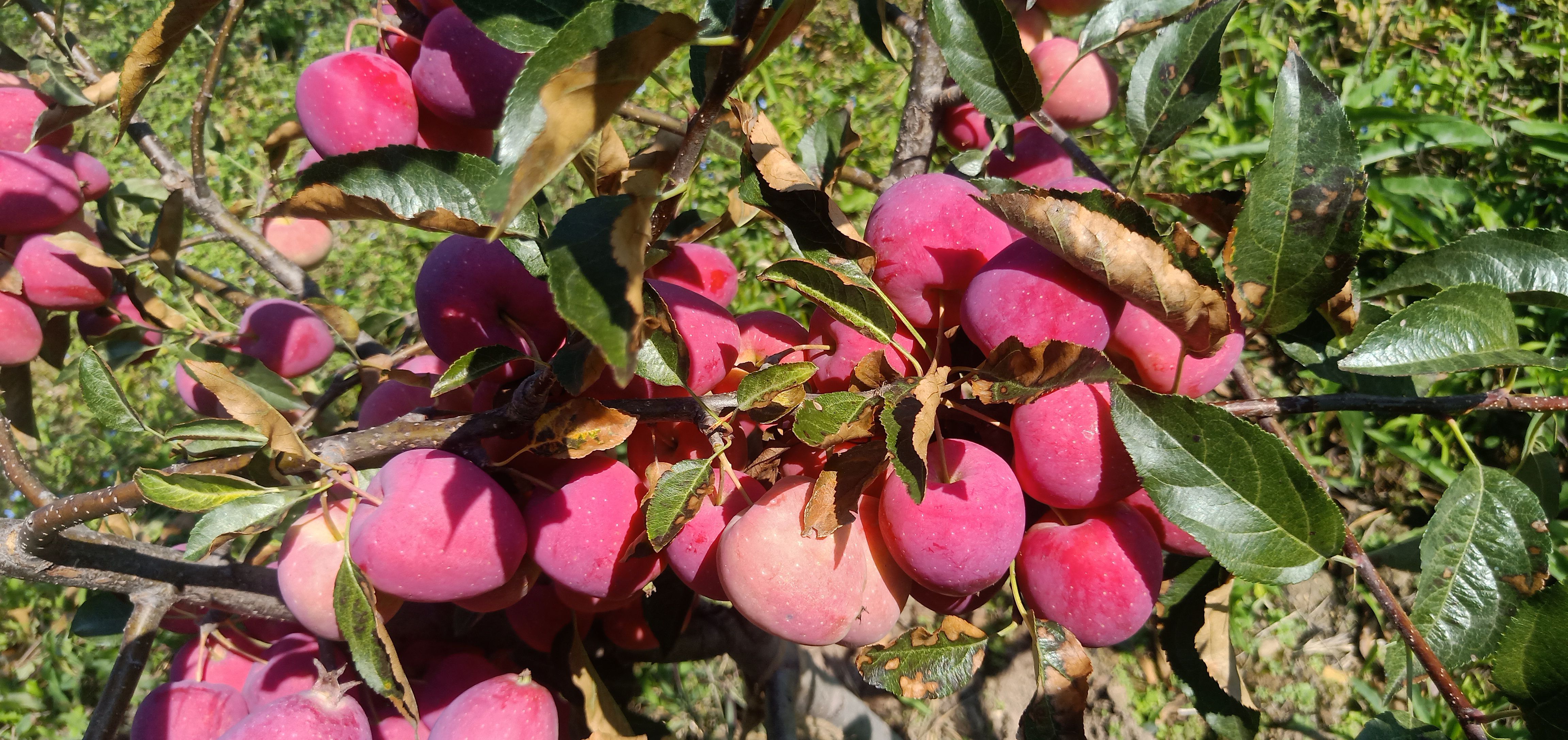 金红123  鸡心果