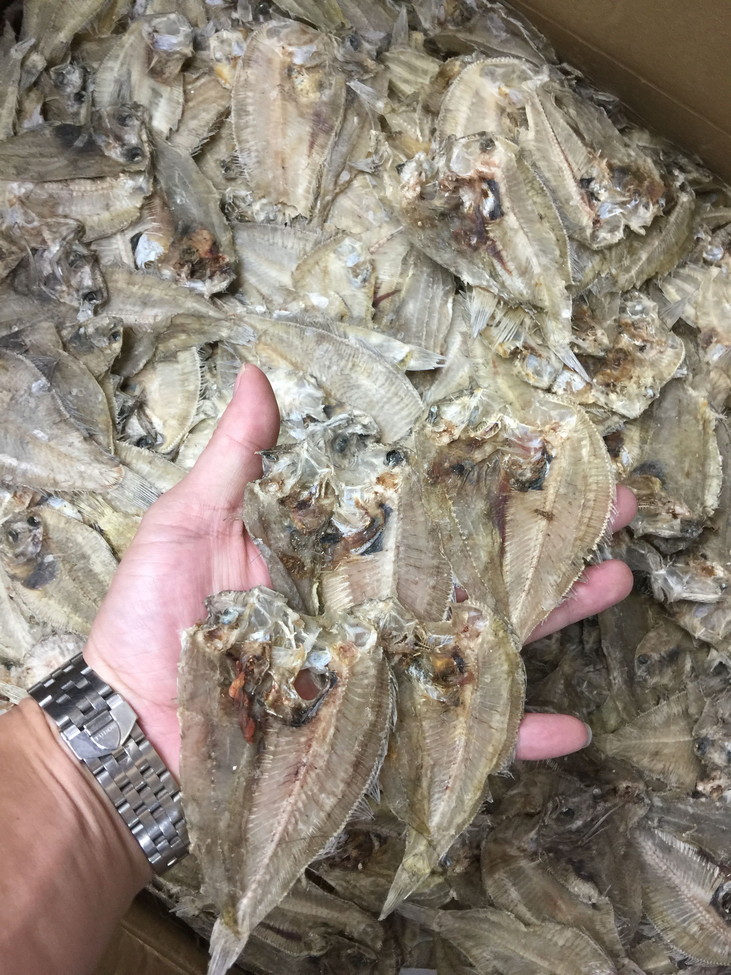 黄尾鲽鱼 大地鱼干左口鱼铁浦鱼地鱼粉