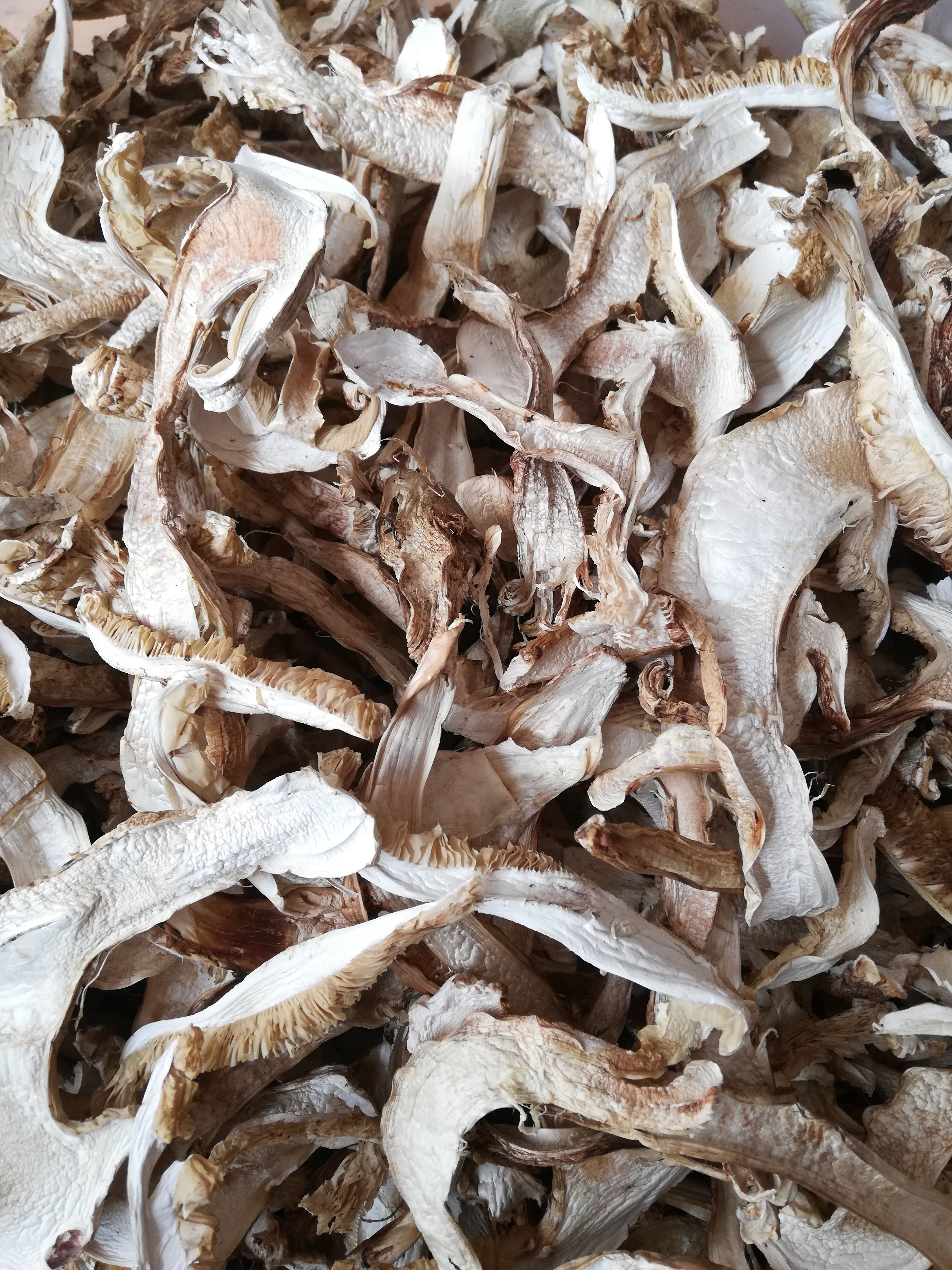 干松茸 松茸干片，今年新货