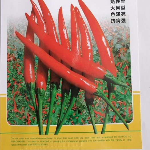 寿光市指天椒苗 朝天椒苗 单生簇生朝天椒苗 红皮小米辣辣椒苗