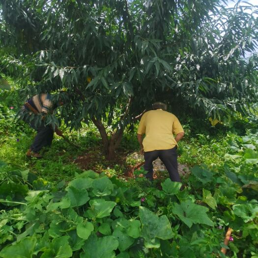 富民县桃树苗 桃树地径12-30公分
