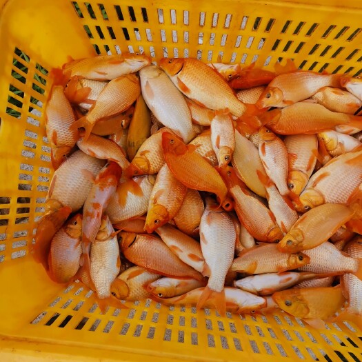 兴国县 锦鲤兴国红鲤鱼