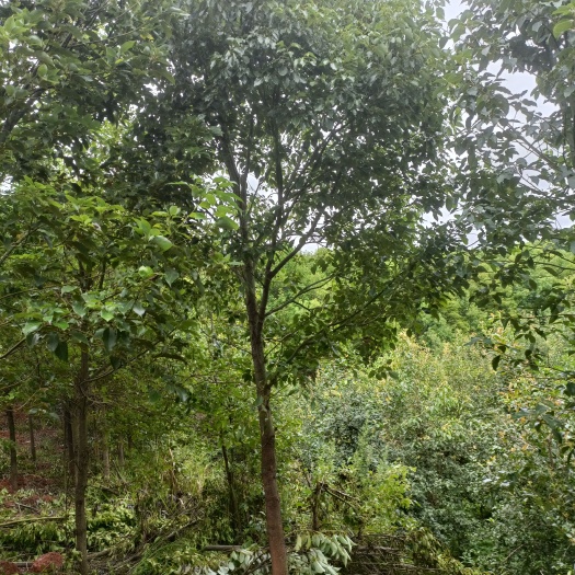 宜良县 香樟