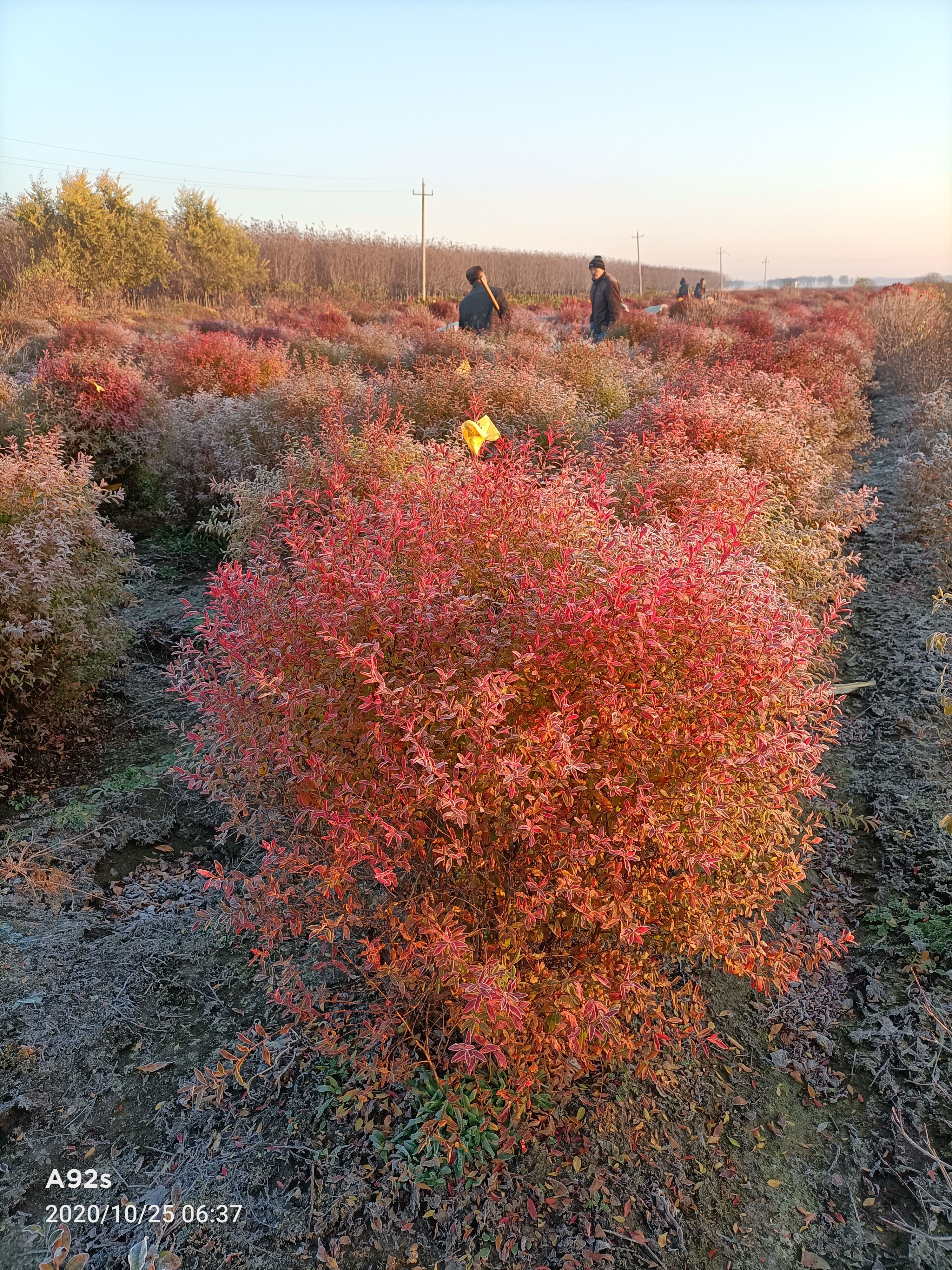 珍珠绣线菊苗  珍珠绣线菊，籽播苗，球，干枝雪柳