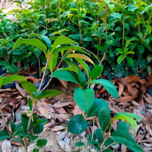 漳浦县四季桂 桂花小苗