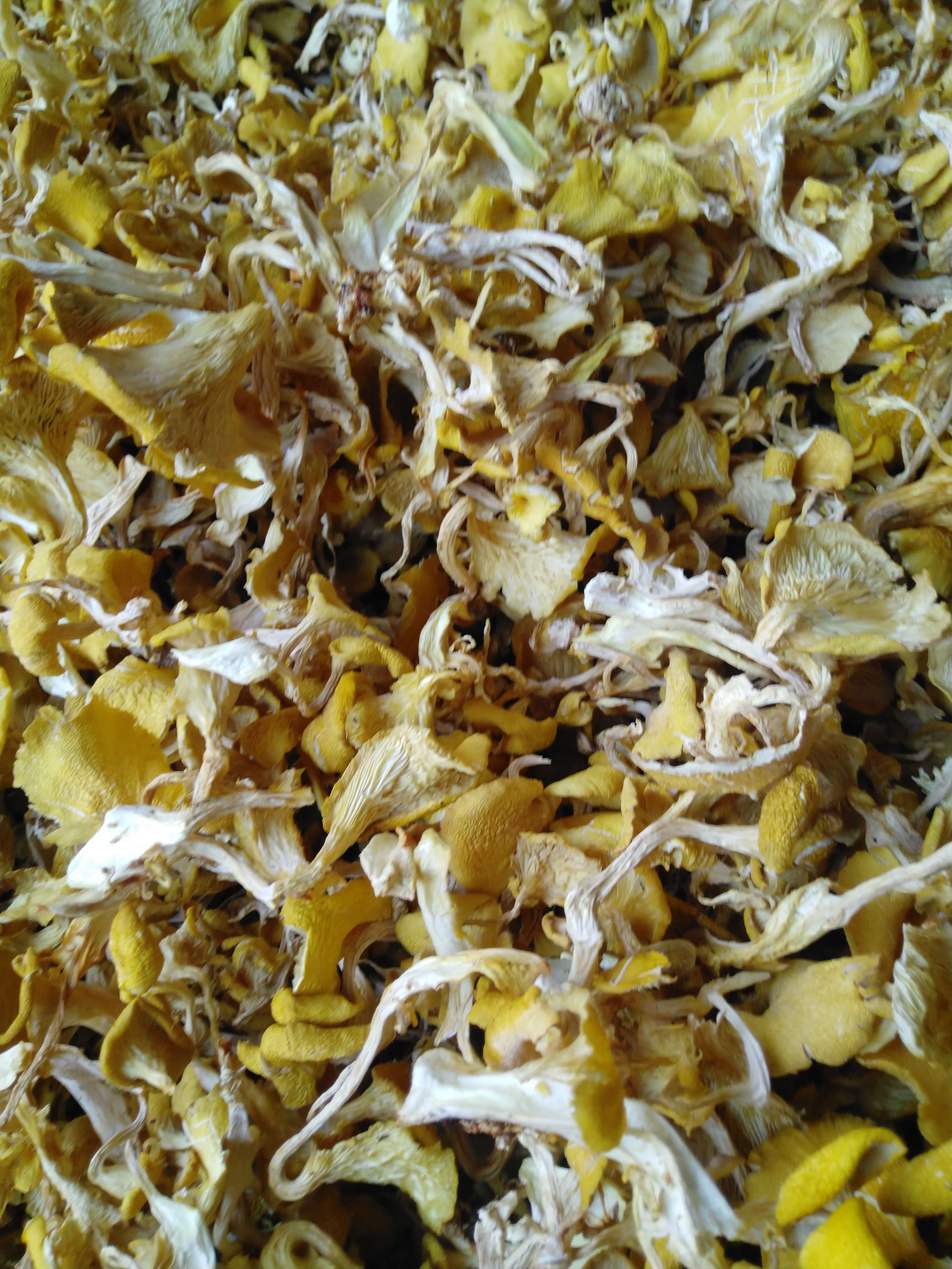海林市东北榆黄蘑干货批发 黄金菇批发 颜色好干度高