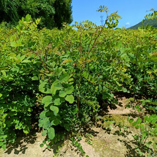 毛洋槐树苗 刺槐小苗洋槐苗当年刺槐苗辽宁刺槐小苗
