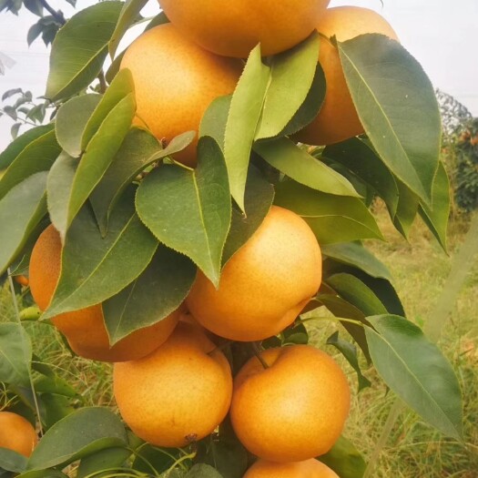 涡阳县金果梨  梨