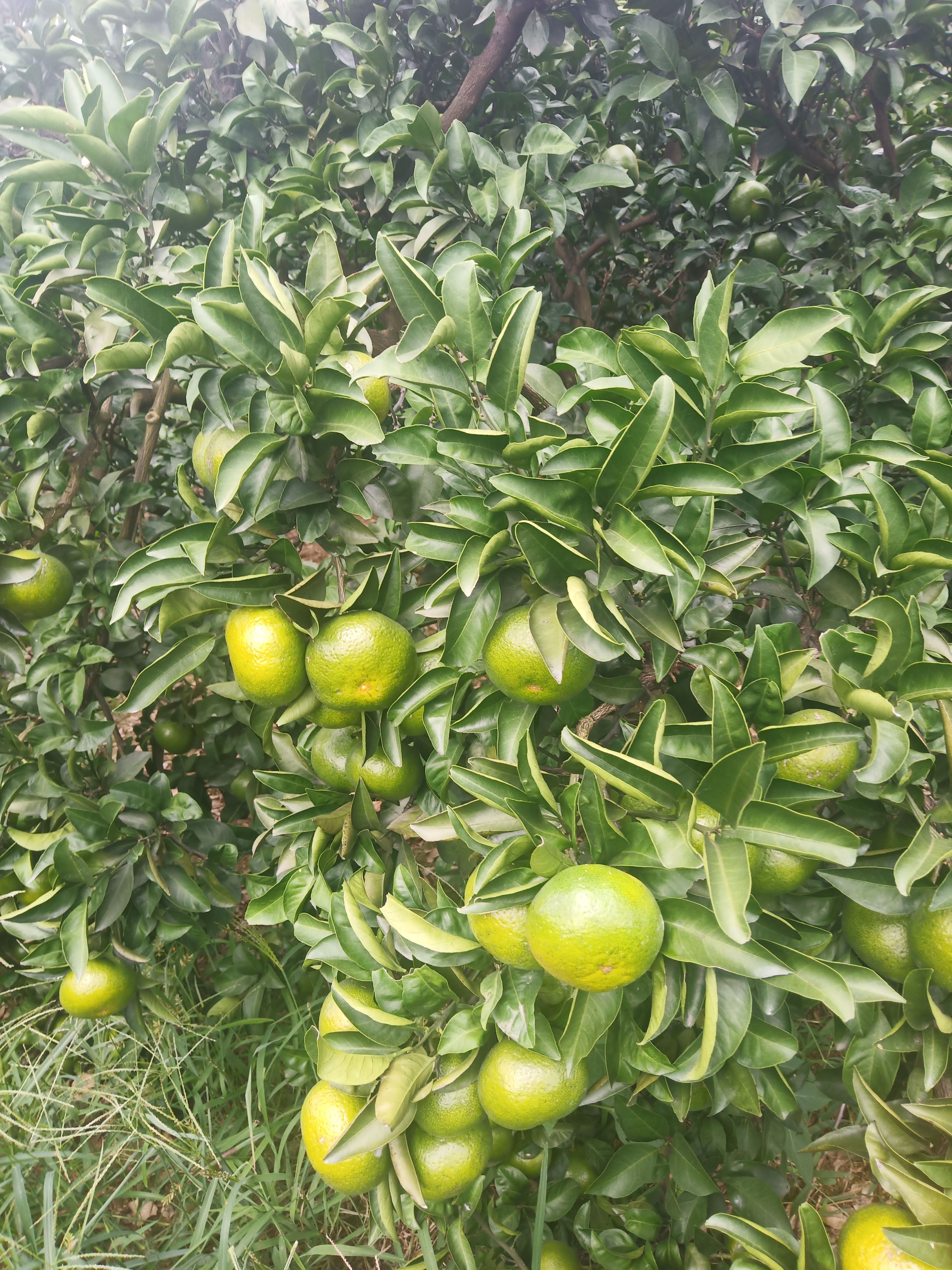 高山早熟蜜桔皮薄味美甘甜可口回味无穷
