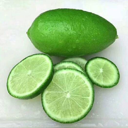 灵山县青柠檬苗 无核青柠苗