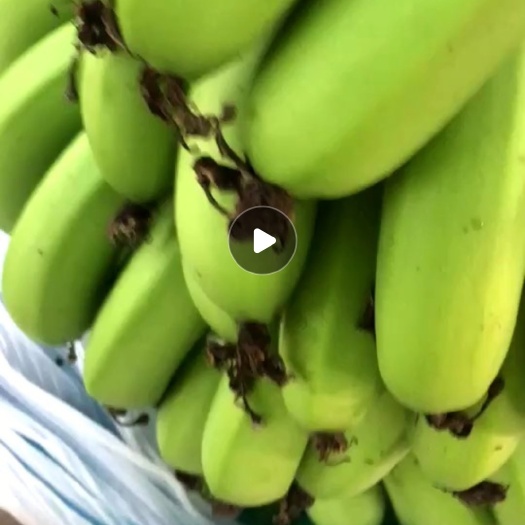鹤山市广东江门 无催熟精品绿皮香蕉巴西蕉 鲜果批发 一代苗香蕉