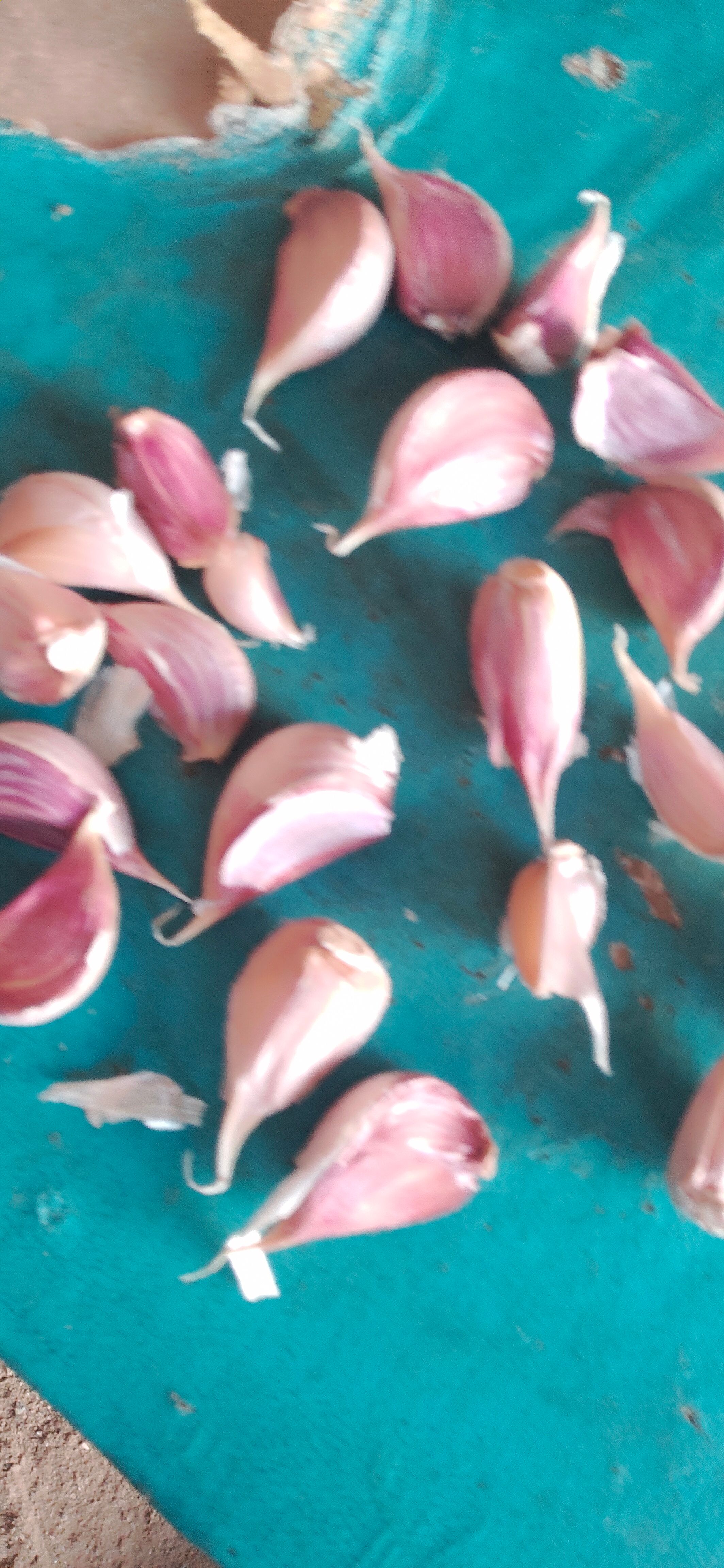 大蒜种子红根蒜苗种子寒蒜种子川蒜种苔蒜种子根红叶青