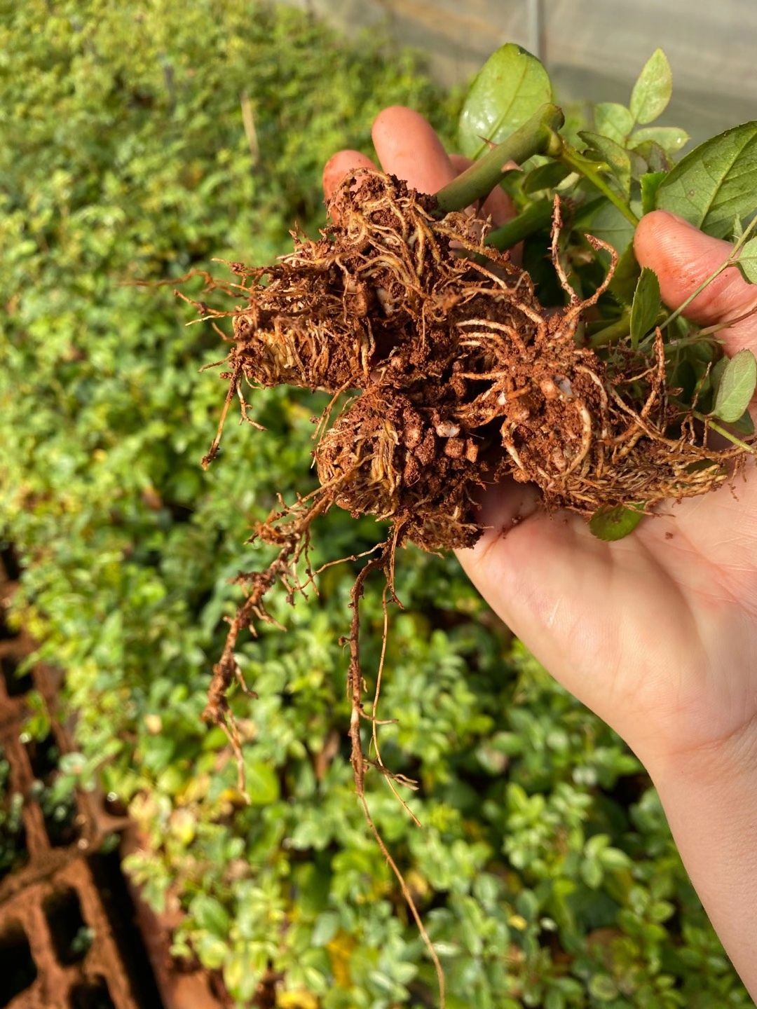 玫瑰苗  玫瑰花苗云南基地多色系正宗玫瑰花苗月季切花种苗绿化花园工程苗