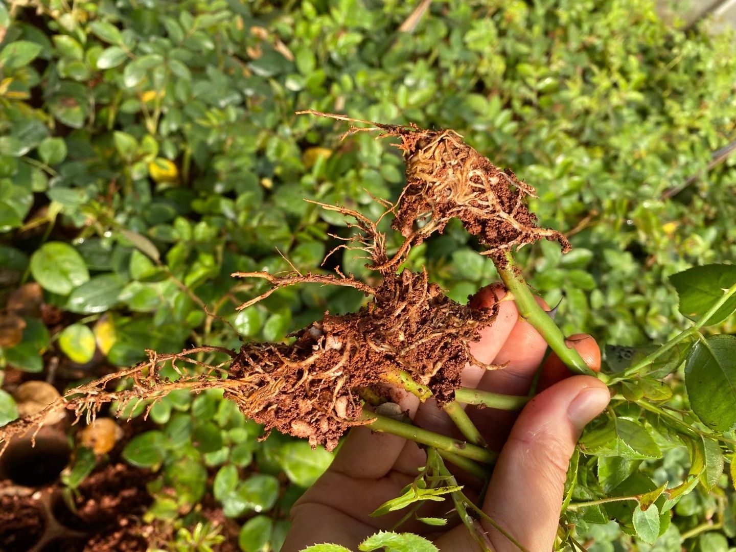 玫瑰苗  玫瑰花苗云南基地多色系正宗玫瑰花苗月季切花种苗绿化花园工程苗