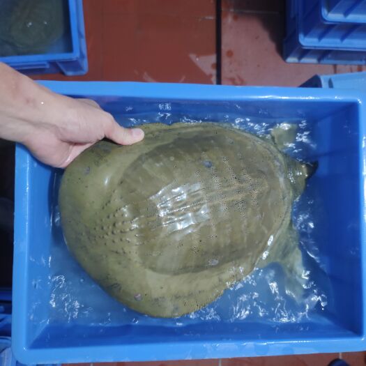 清远 黄沙鳖