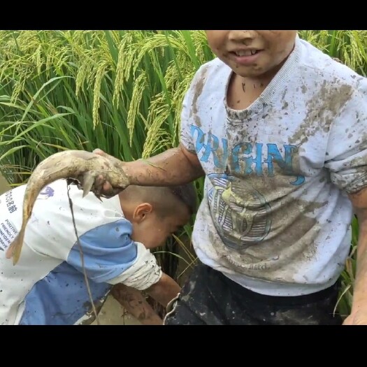 湘西稻花鱼批发