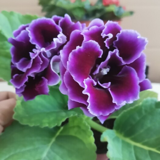 青州市重瓣大岩桐盆栽花卉富贵芙蓉花四季开花
