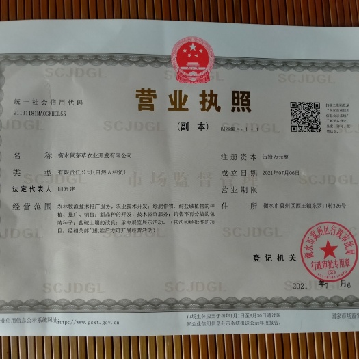 “真假”鼠茅草种子,怎样辨别?鼠茅草,鼠茅草种子