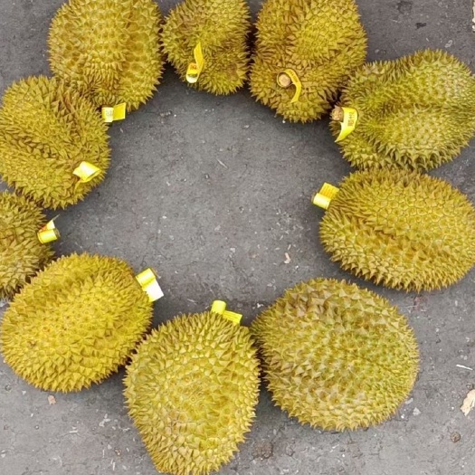 昆明金枕榴莲 巴掌 金枕 长柄  优质的果品  价格美丽