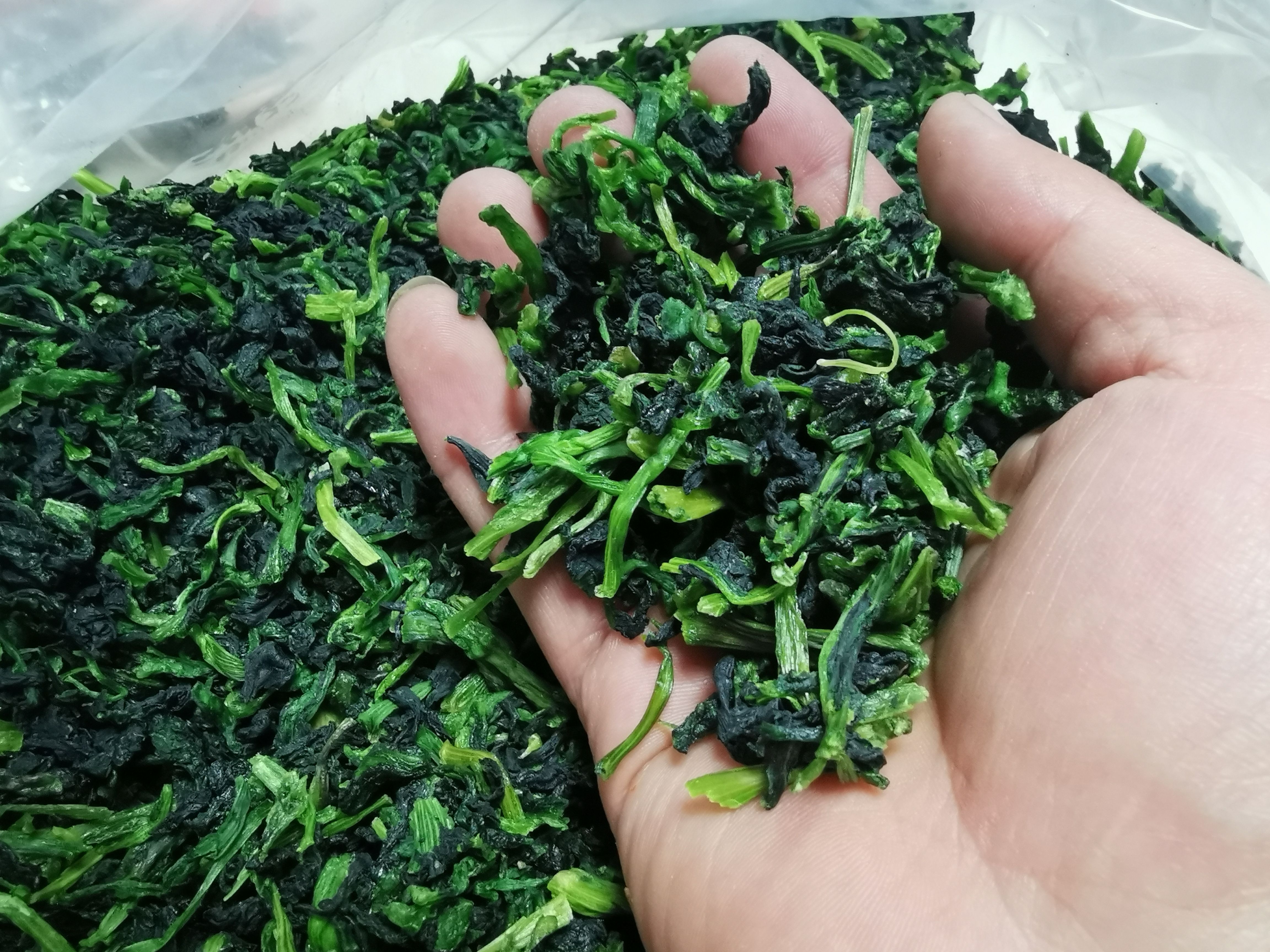 【源头直销】整颗万年青。品质保障，货真价实，欢迎来电咨询