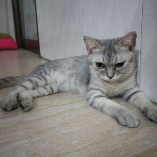 玉林 宠物猫  美短猫  3~5月  疫苗三针打完  疫苗本也在
