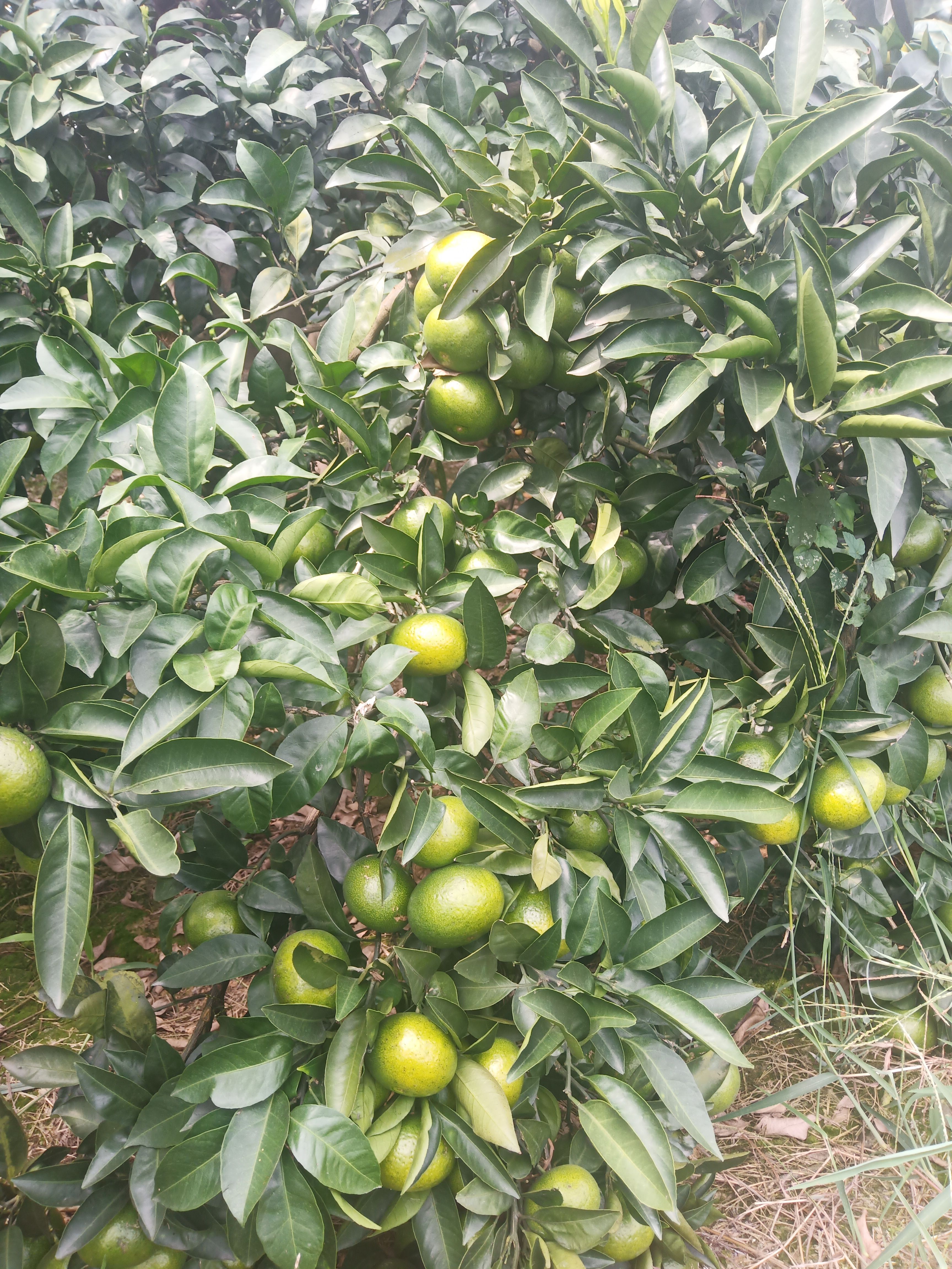 高山早熟蜜桔皮薄味美甘甜可口回味无穷