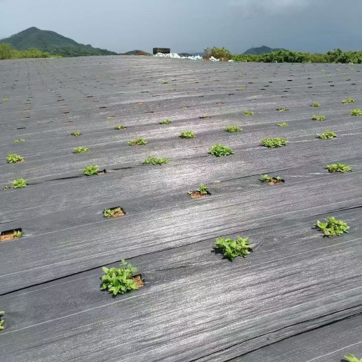 济南防草布 除草布 厂家一手货 规格齐全