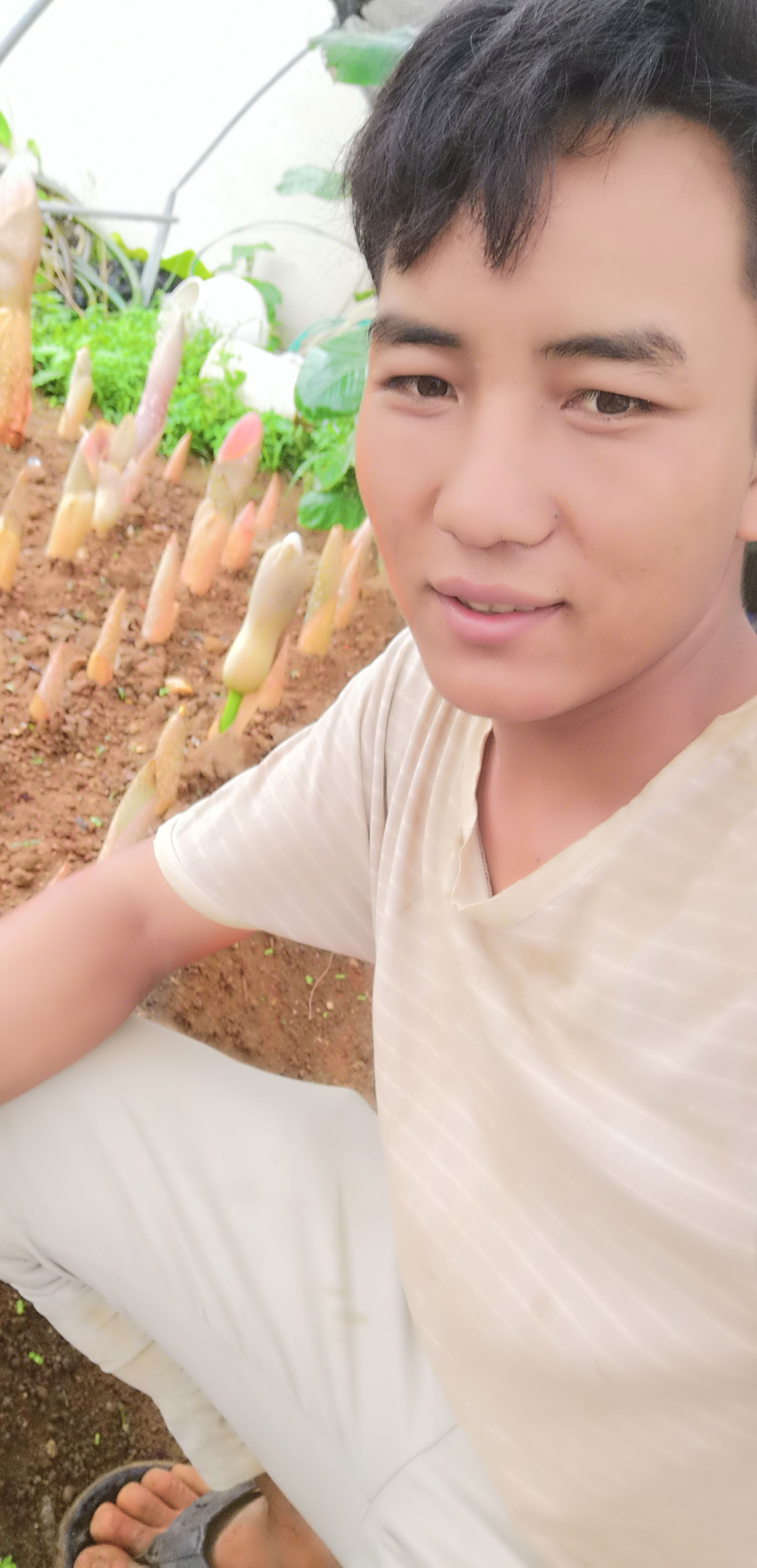 孟连傣族拉祜族佤族自治县魔芋种子  大量出售株芽黄魔芋叶面果，小种芋，实生籽，切块种。