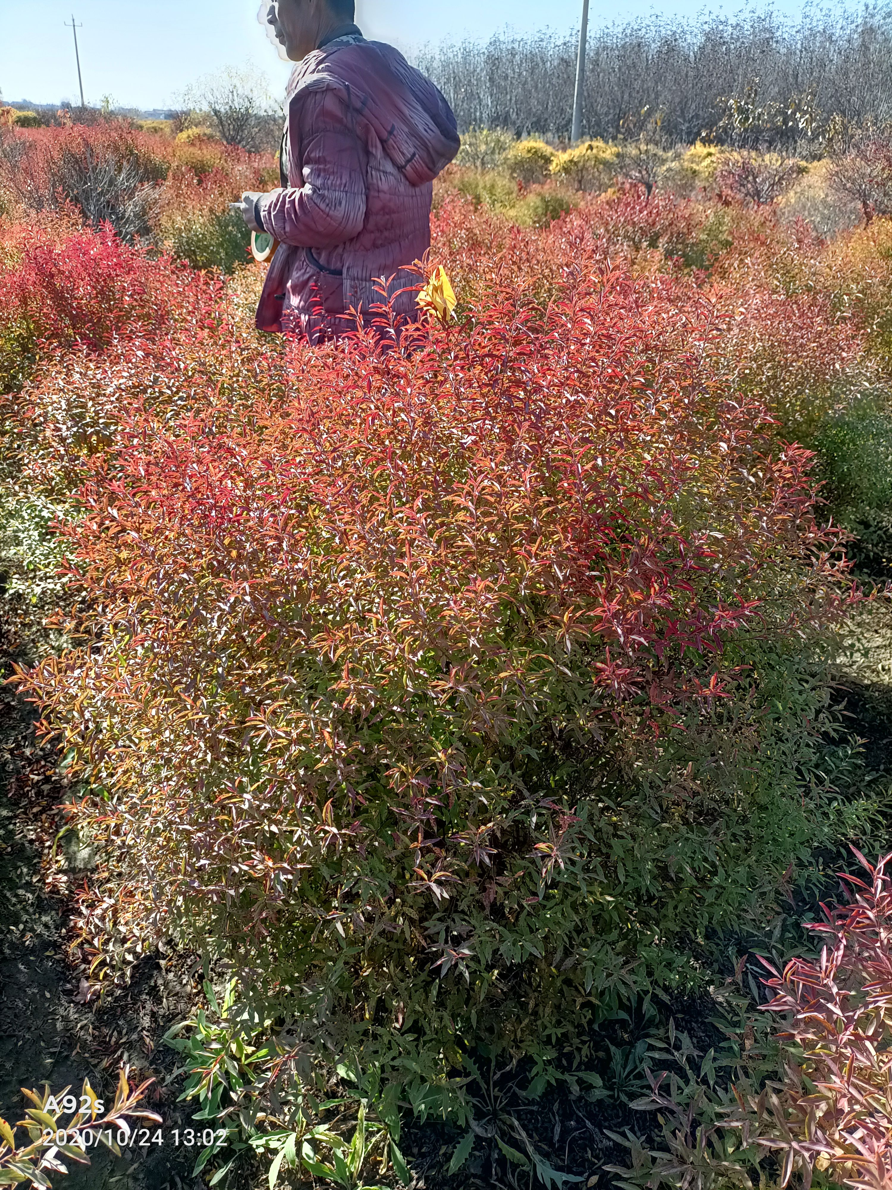 珍珠绣线菊苗  珍珠绣线菊，籽播苗，球，干枝雪柳