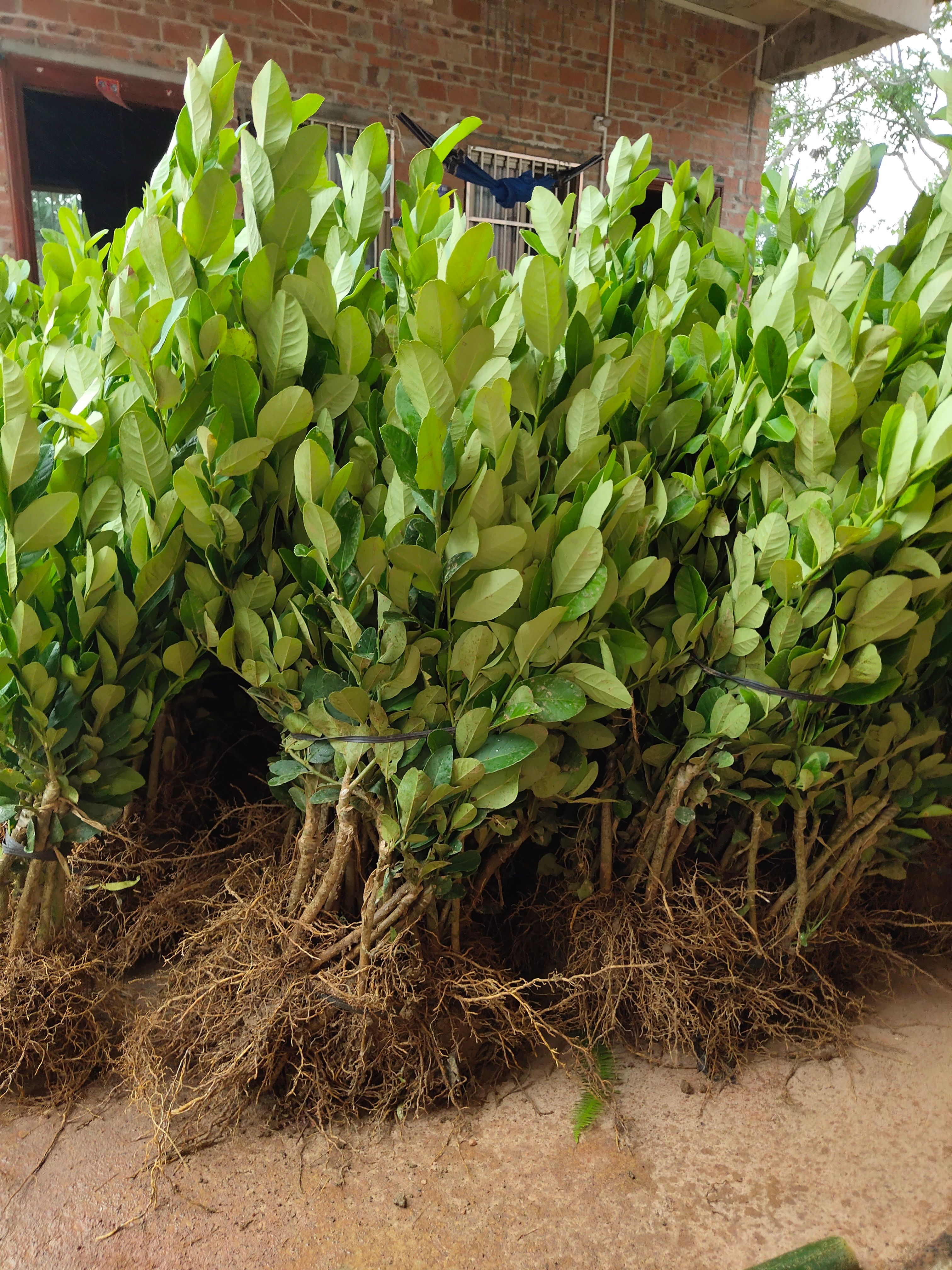 香水柠檬苗  正宗无核广东