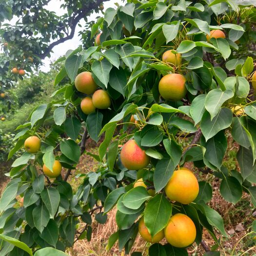 鞍山 红南果梨2021现货