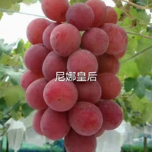 卢龙县妮娜皇后葡萄苗  市场反应强烈，口感香甜