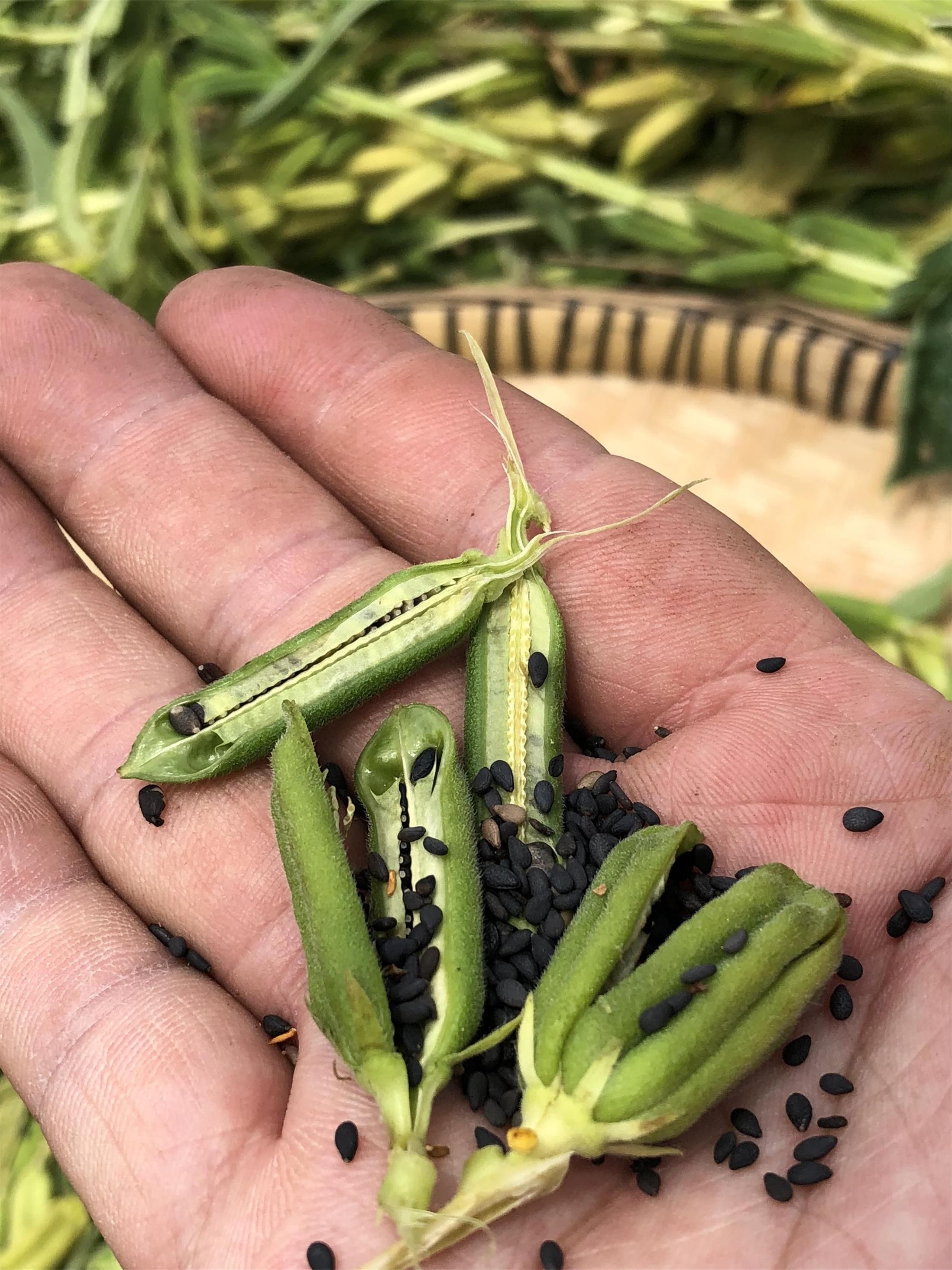 黑芝麻 味道好 干净 颗粒饱满 无沙 无染色