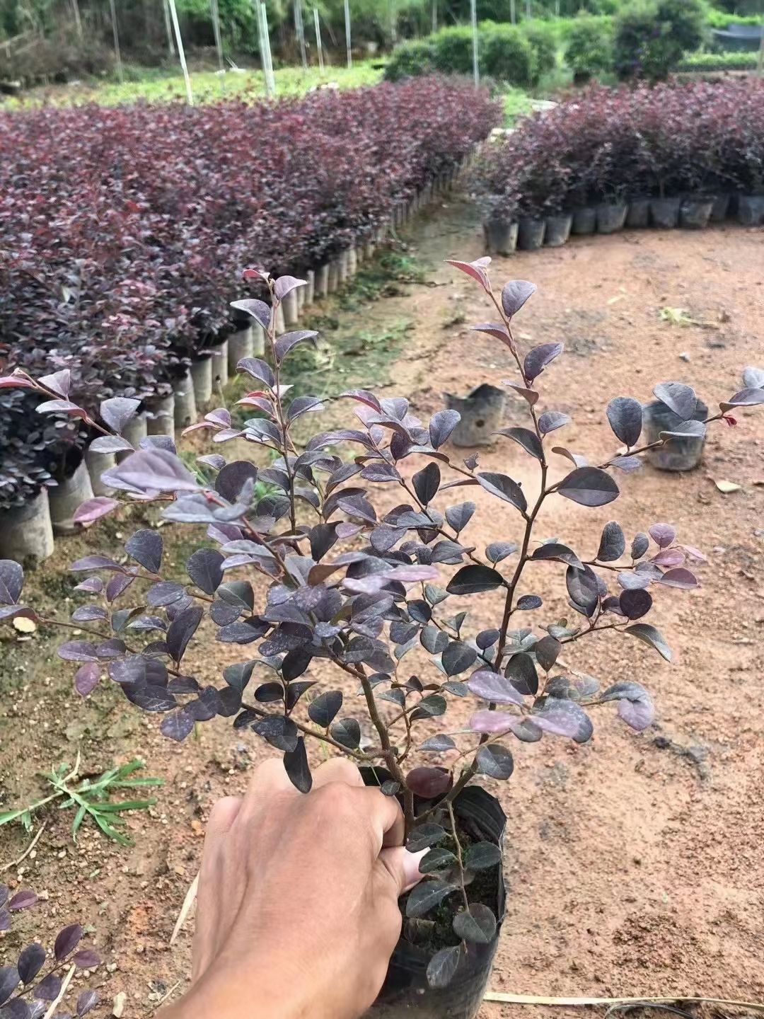 单面红  红花继木