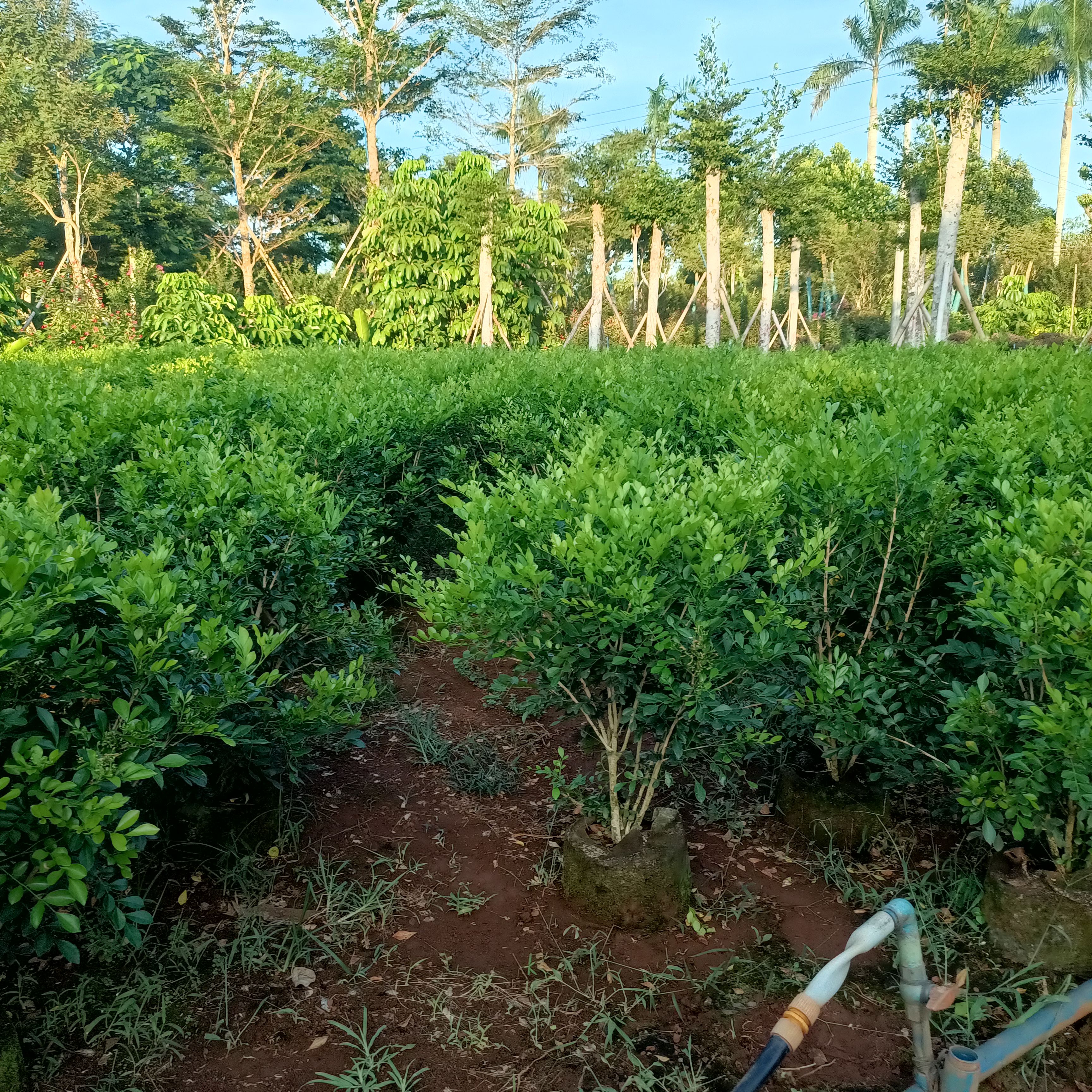 大量现货九里香花清香怡人，各种规格都有货
