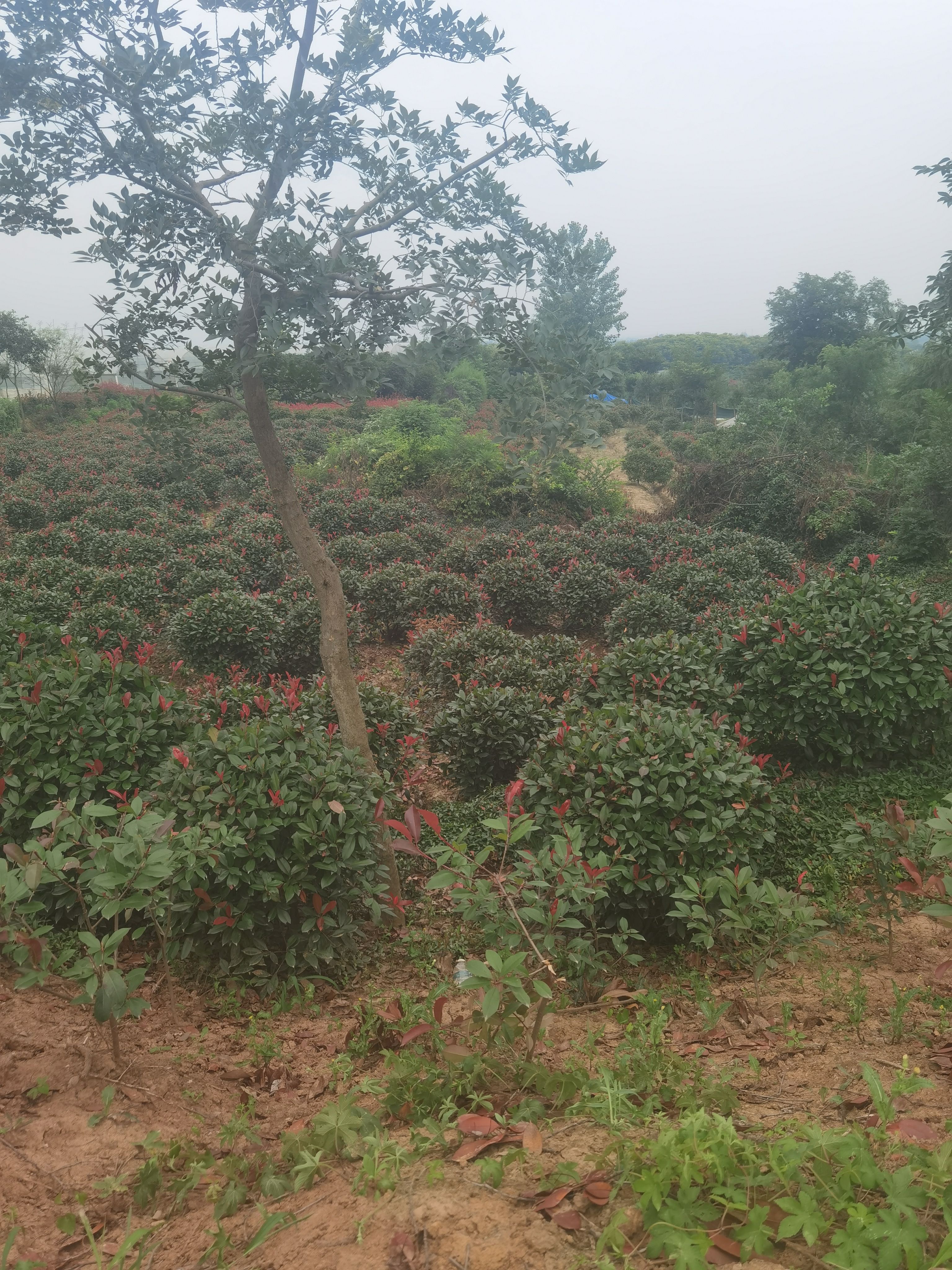 高杆红叶石楠  红叶石楠球1米冠1米2冠1米5冠2米冠