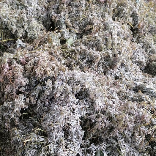 阳新县博落回