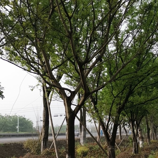 沭阳县 原生朴树基地现挖假植苗易成活