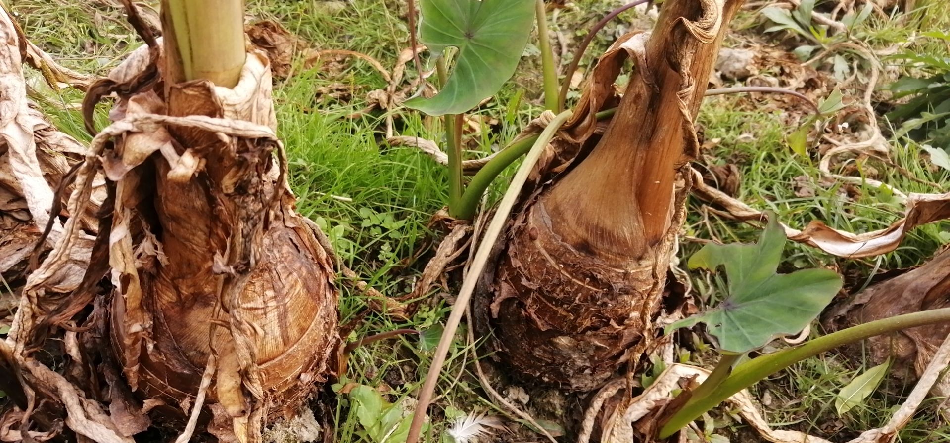 半斤到二斤的香芋