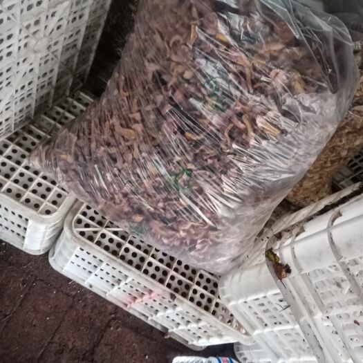 喀喇沁旗榛蘑  农产品蘑菇