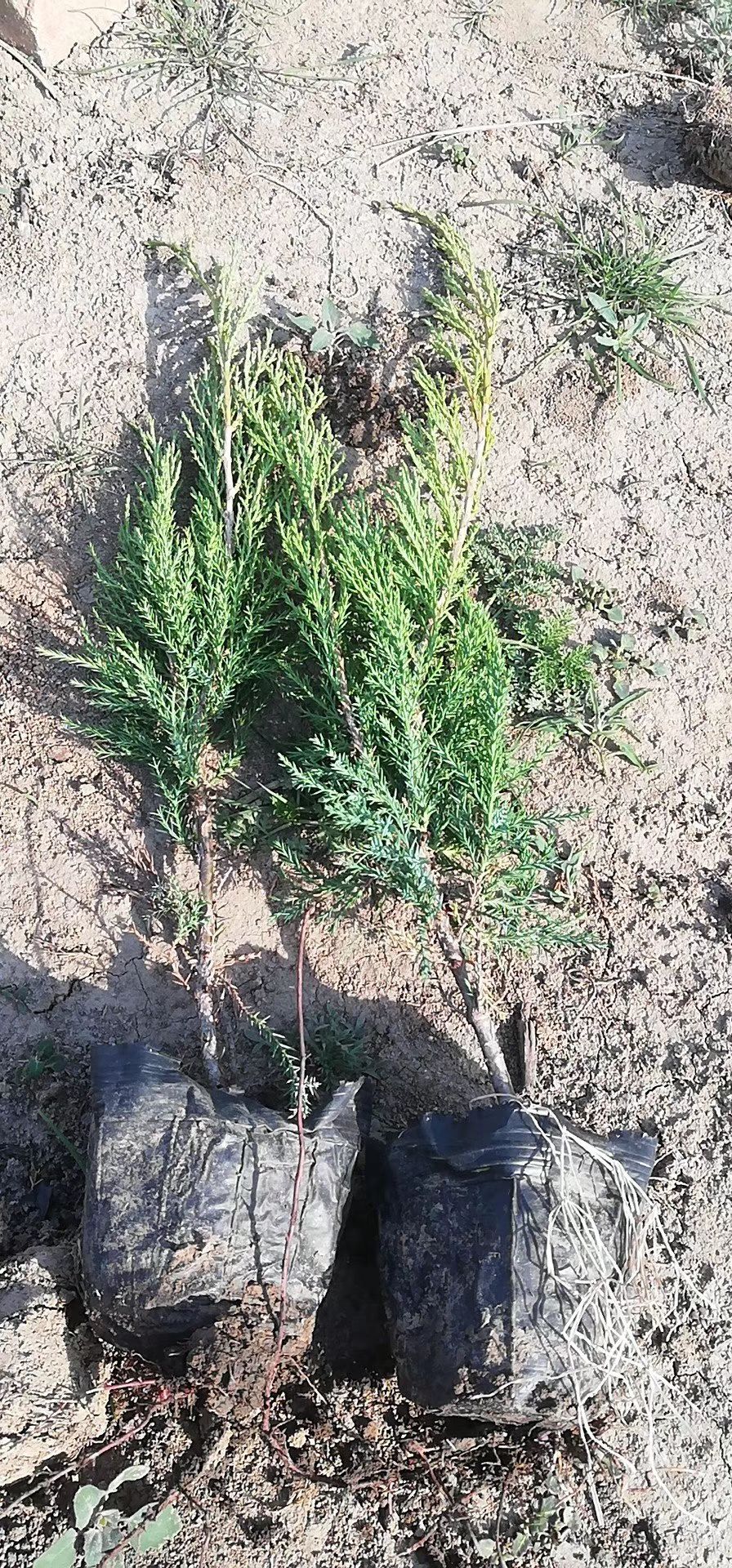 沙地柏，沙地柏杯苗，扦插苗