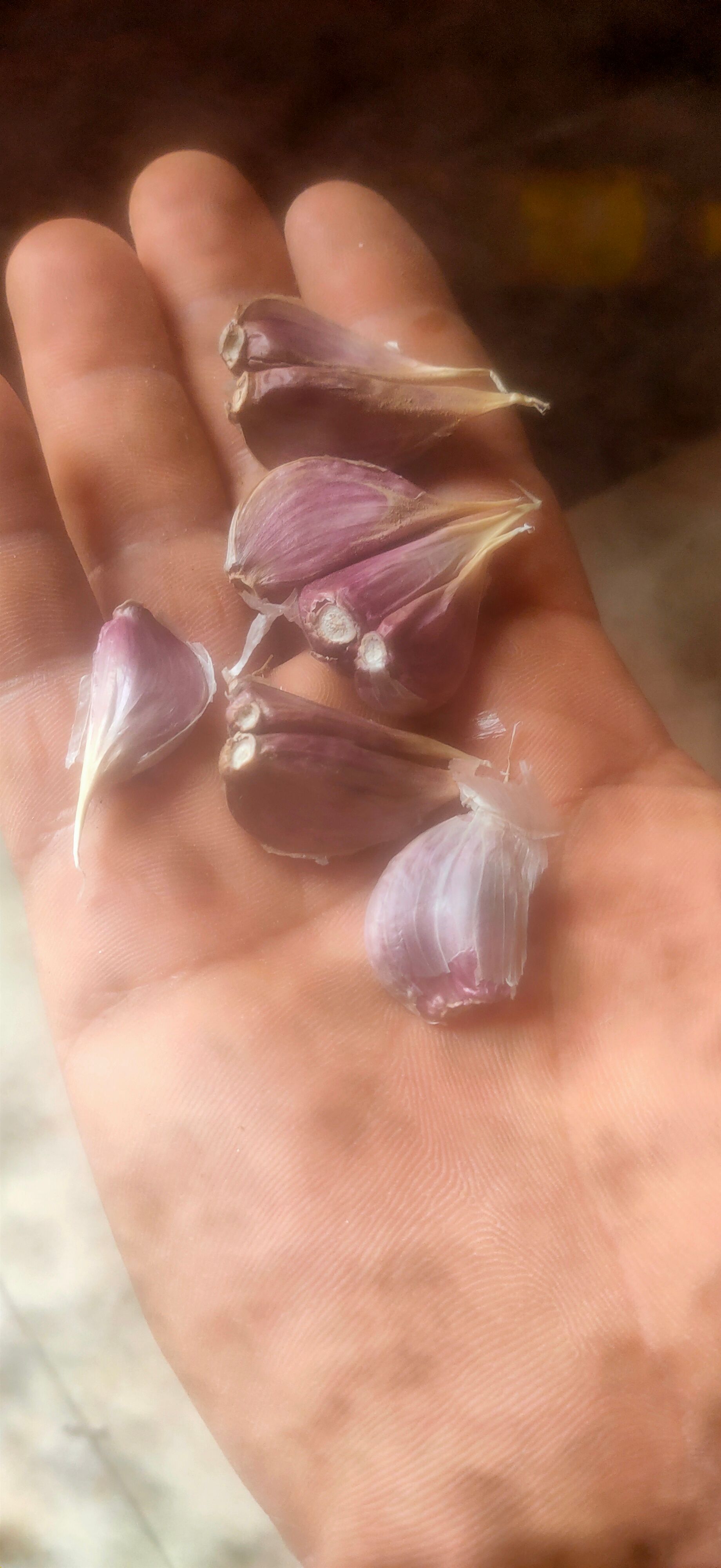 大蒜种子红根蒜苗种子寒蒜种子川蒜种苔蒜种子根红叶青