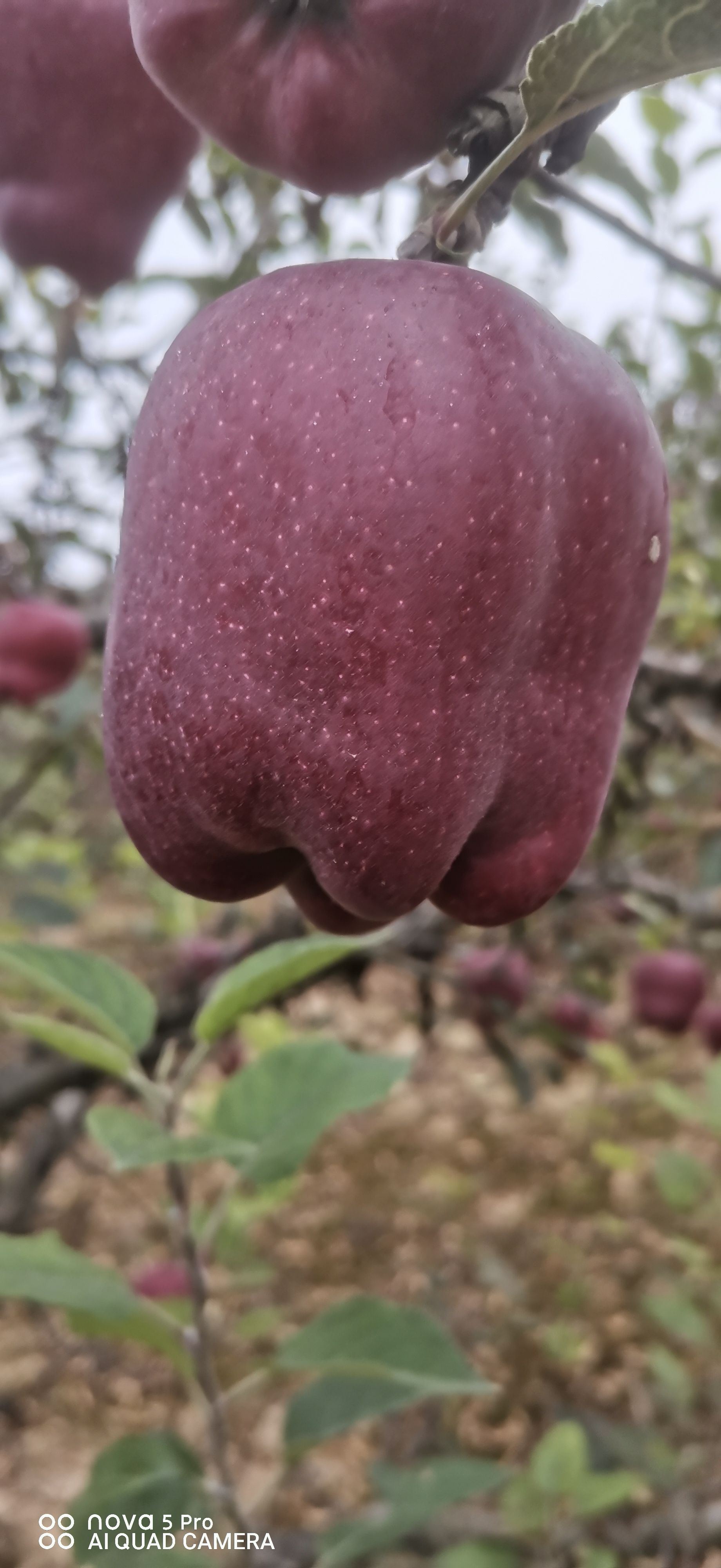 天水花牛苹果高山种植，