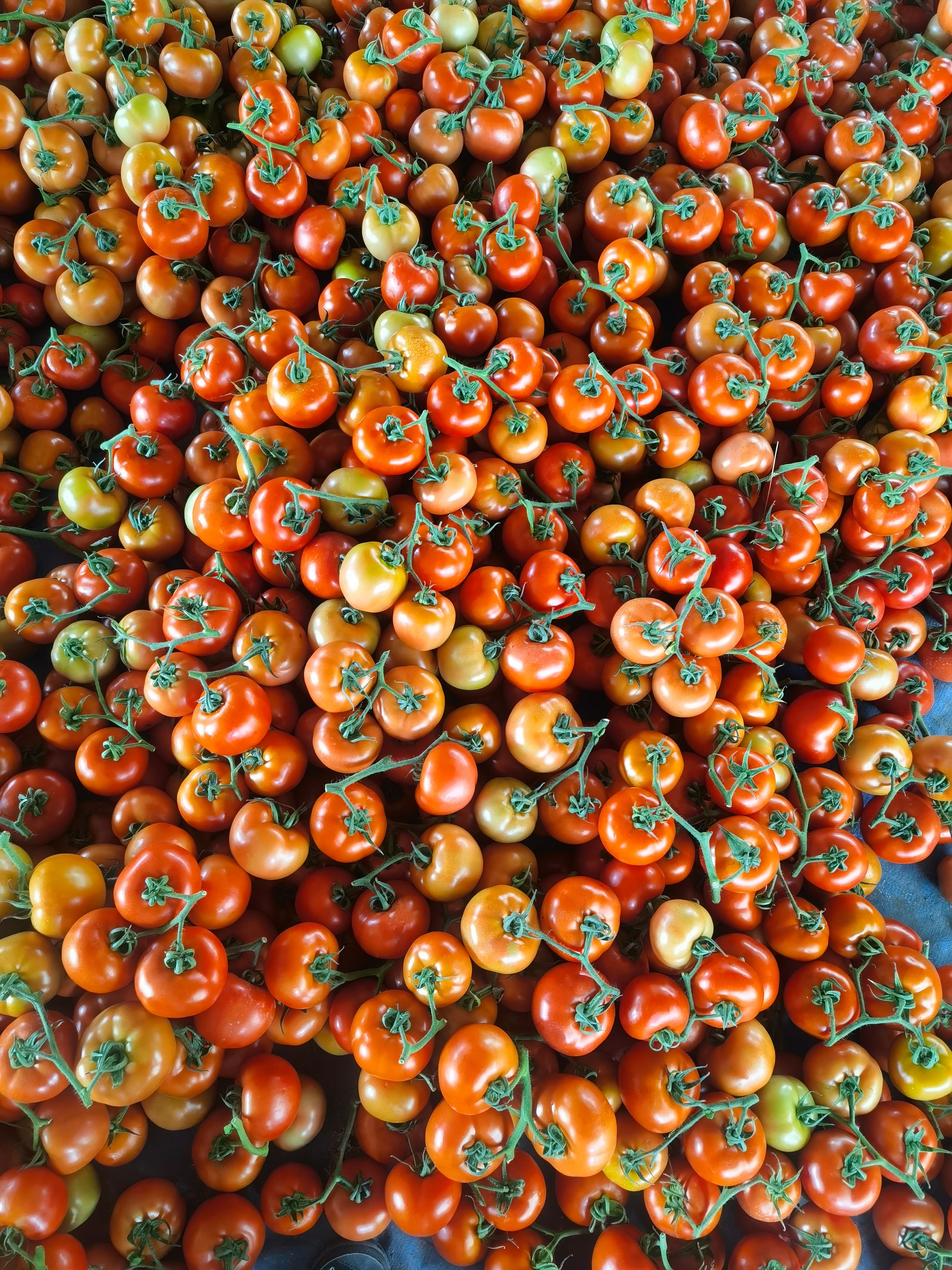 大红西红柿  西红柿山东聊城省产地直销，商超对接，电商平台