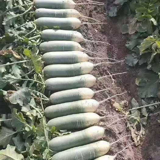 齐齐哈尔青萝卜 水果萝卜大量上市