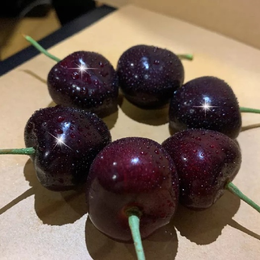 泰安俄罗斯8号樱桃苗  吉塞拉6号占木，美早齐早鲁樱3号辉煌等品种大量供应