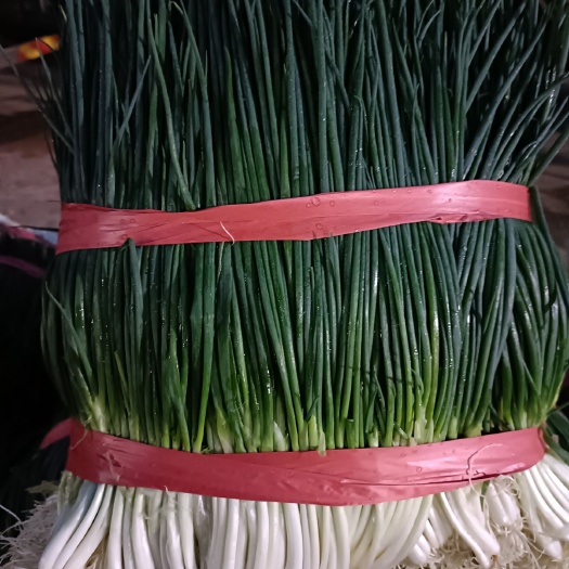 玉溪香葱  小葱（黑葱白葱红葱）