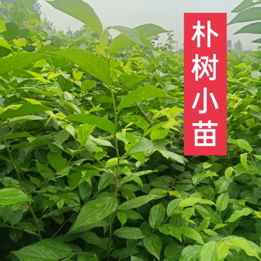 常州小叶朴  【朴树】当年生朴树小苗