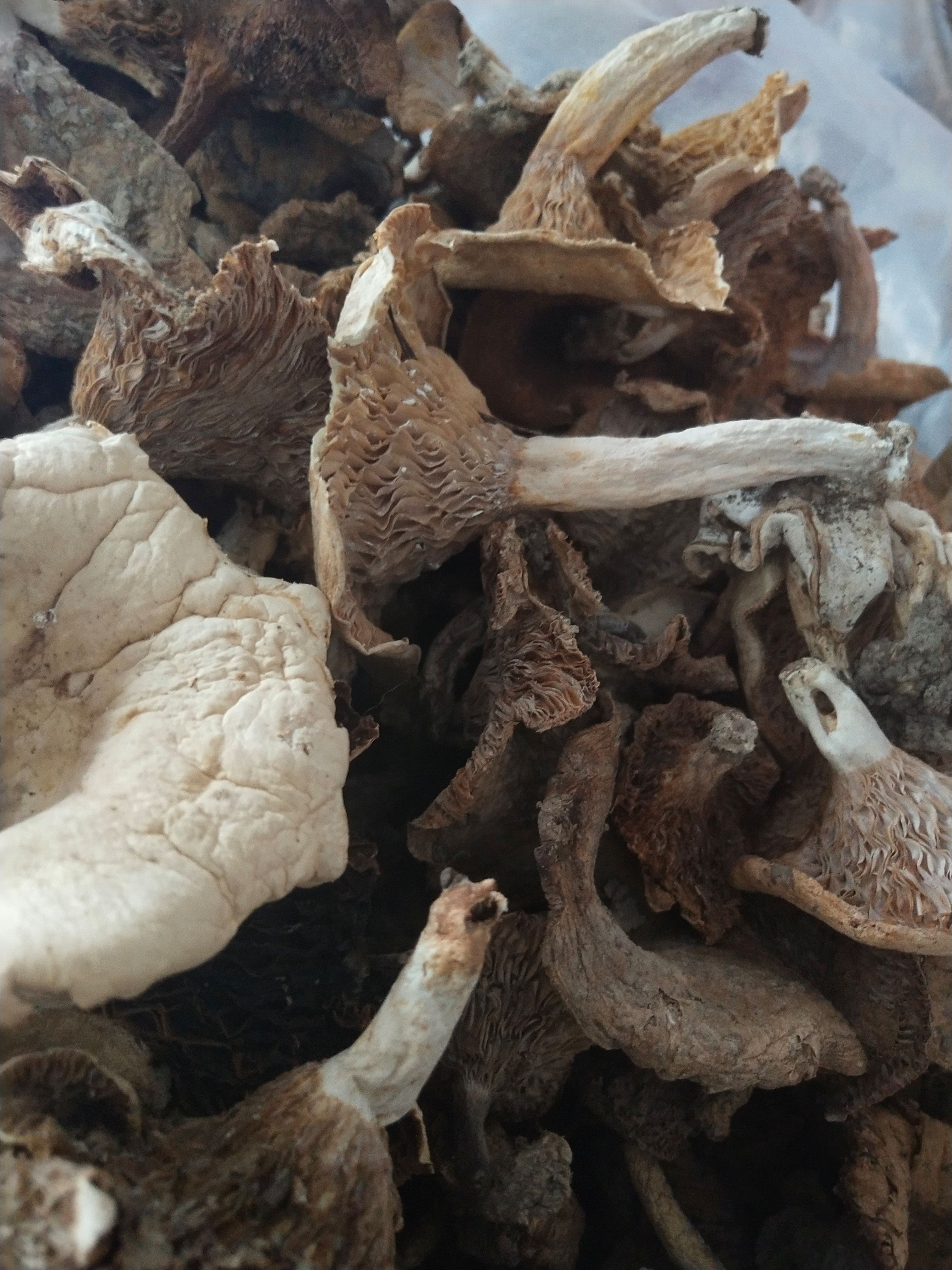 杂菌，林下食用菌杂菌（石灰白菌，鹅掌秋，奶浆菌）混装干品